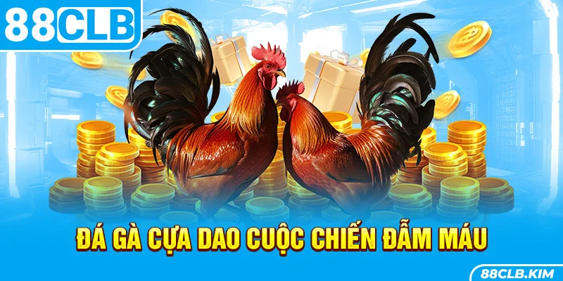 Đá gà cựa dao cuộc chiến đẫm máu