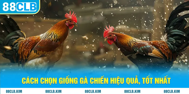 Cách chọn giống gà chiến hiệu quả, tốt nhất