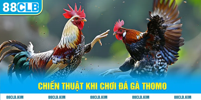 Chiến thuật khi chơi đá gà thomo