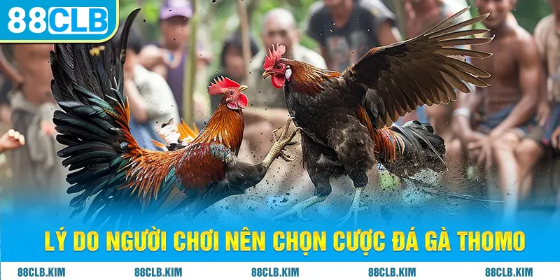 Lý do người chơi nên chọn cược đá gà Thomo